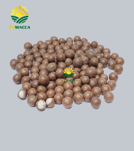 Dried macadamia nuts in shell